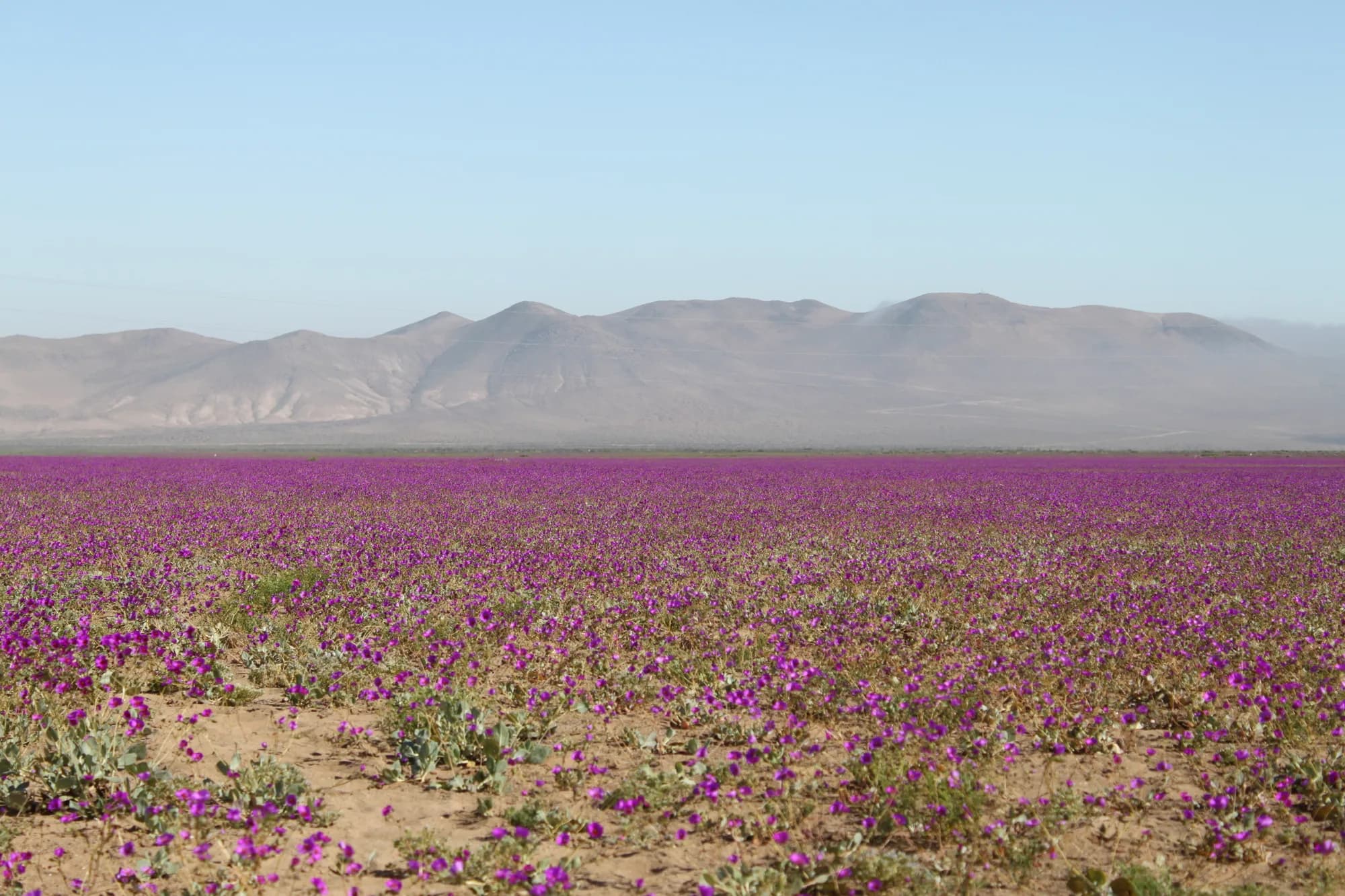 Espectáculo del Desierto Florido en Atacama