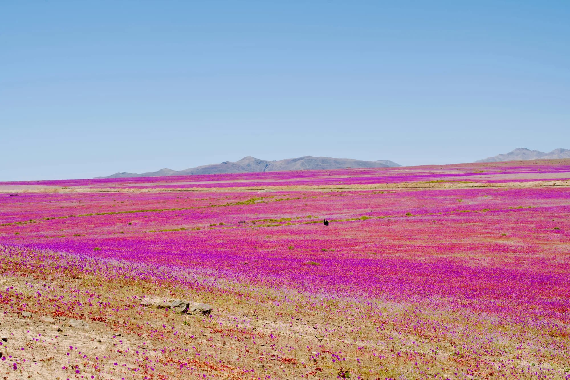 Atacama